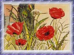 Roter Mohn
